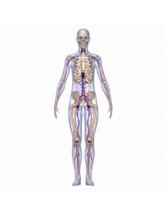 ANATOMIE PALPATOIRE